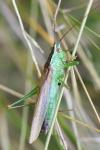 Conocephalus fuscus