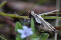 Tetrix undulata
