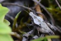 Tetrix undulata