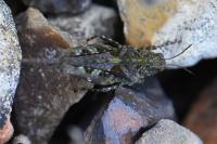 Tetrix ceperoi