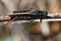 Calliptamus italicus