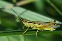 Mecostethus parapleurus