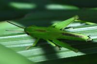 Mecostethus parapleurus