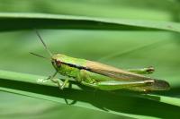 Mecostethus parapleurus
