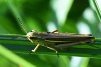 Stethophyma grossum
