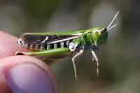 Stenobothrus lineatus