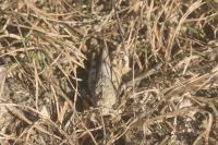 Oedipoda caerulescens