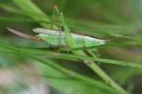 Conocephalus fuscus