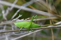 Ruspolia nitidula