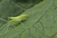 Meconema meridionale