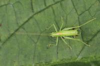 Meconema meridionale