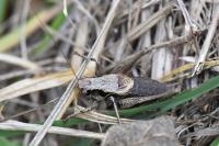 Pholidoptera griseoaptera