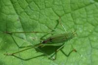 Phaneroptera
