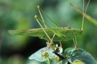 Phaneroptera falcata
