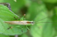 Conocephalus fuscus