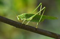 Phaneroptera falcata