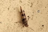 Oedipoda caerulescens