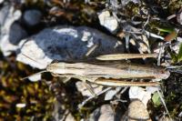 Euchorthippus declivus