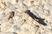 Oedipoda caerulescens
