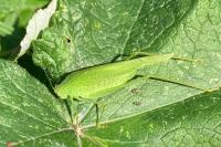 Phaneroptera