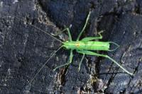 Meconema meridionale