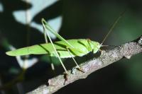 Phaneroptera falcata