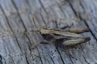 Tetrix undulata