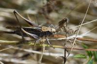 Platycleis albopunctata