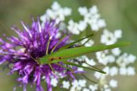 Phaneroptera falcata