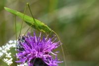 Phaneroptera falcata