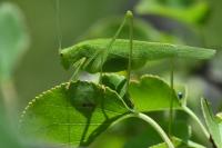 Phaneroptera nana