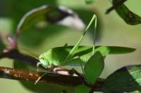 Phaneroptera nana