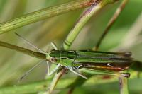 Stenobothrus lineatus