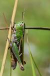 Stenobothrus lineatus