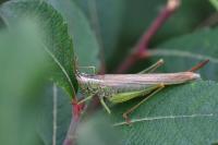 Conocephalus fuscus