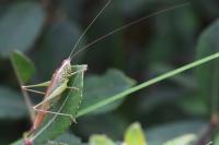 Conocephalus fuscus