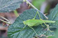 Phaneroptera falcata