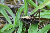 Platycleis albopunctata