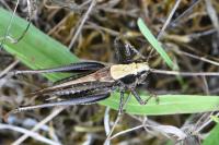 Platycleis albopunctata