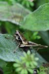 Pholidoptera griseoaptera