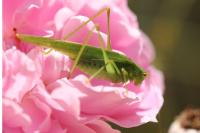 Phaneroptera