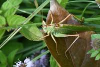 Tettigonia viridissima