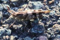 Oedipoda caerulescens