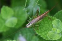 Conocephalus fuscus