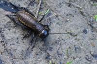 Gryllus campestris