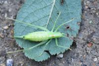 Meconema meridionale