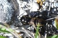 Gryllus campestris