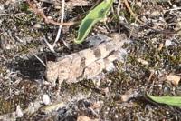 Oedipoda caerulescens