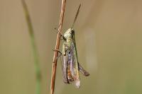Chorthippus dorsatus