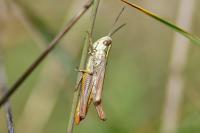 Euchorthippus declivus